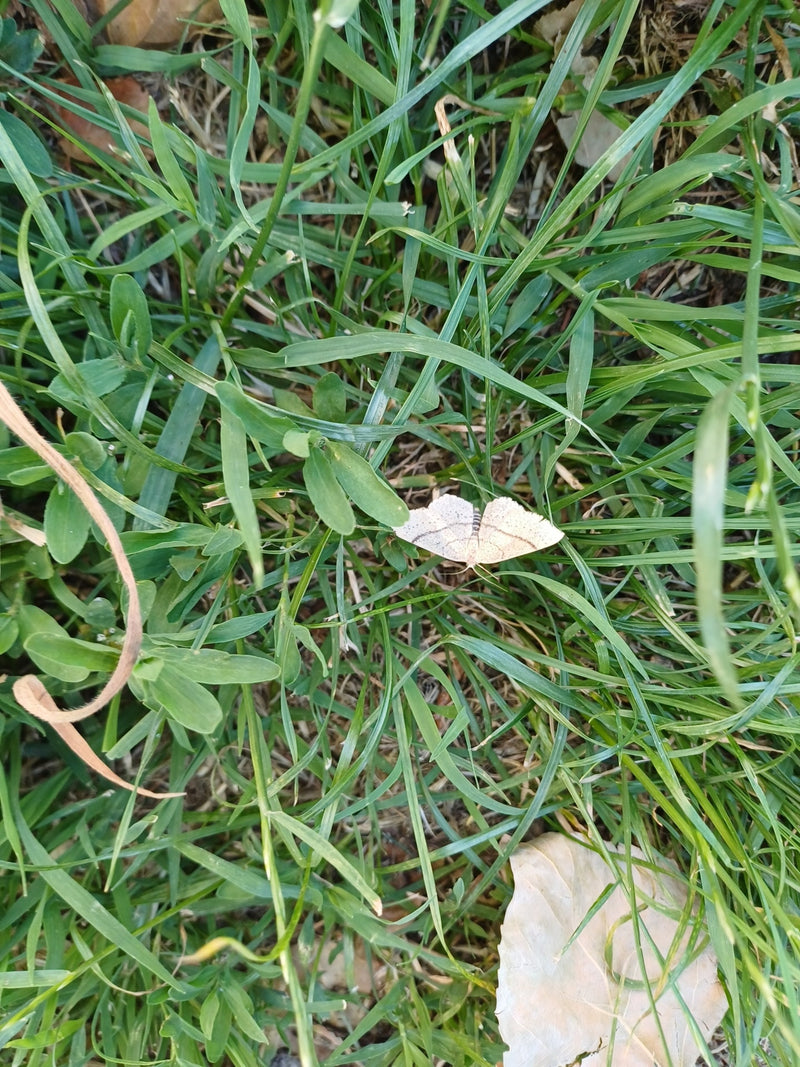 Falena di hornwort giallastra — Bild 2