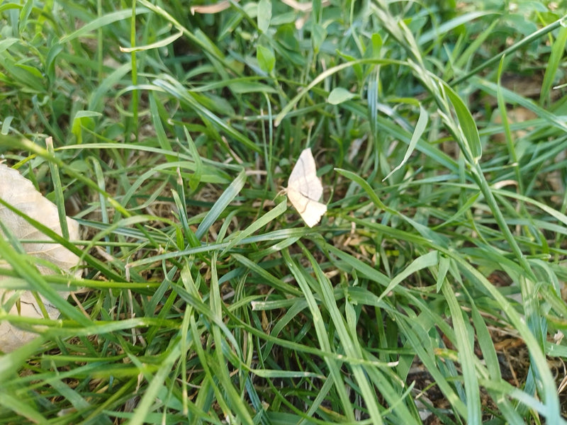 Falena di hornwort giallastra — Bild 1