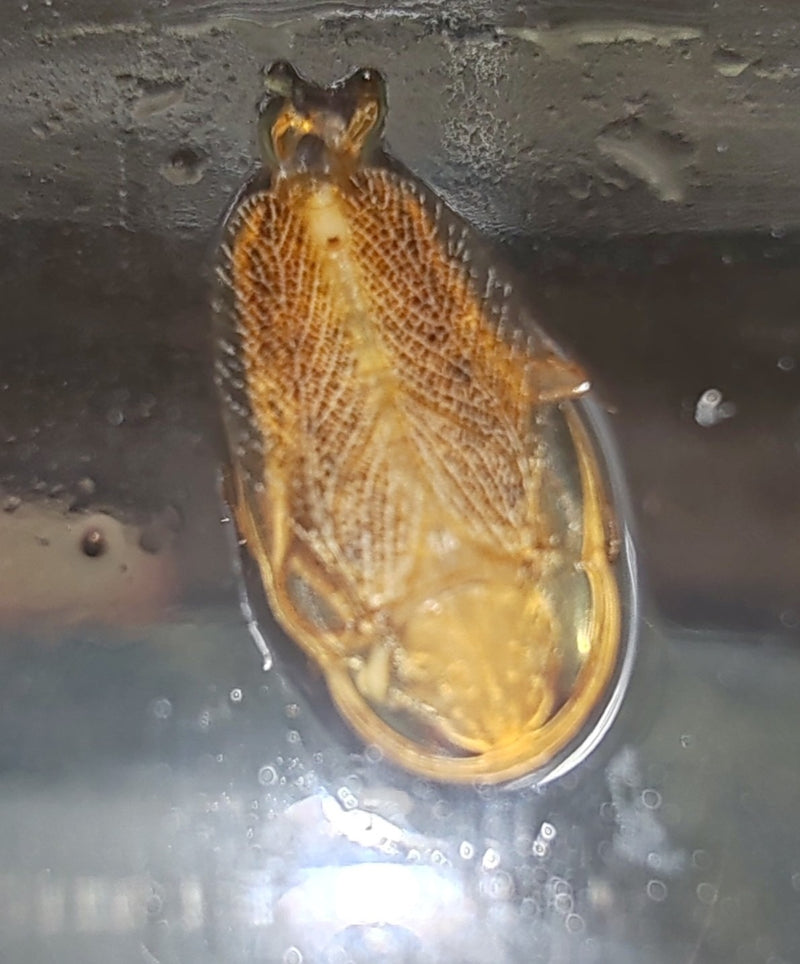 L'immagine mostra la parte inferiore di un ditisco marginale situato appena sotto la superficie dell'acqua. Sono chiaramente visibili le zampe e la caratteri...