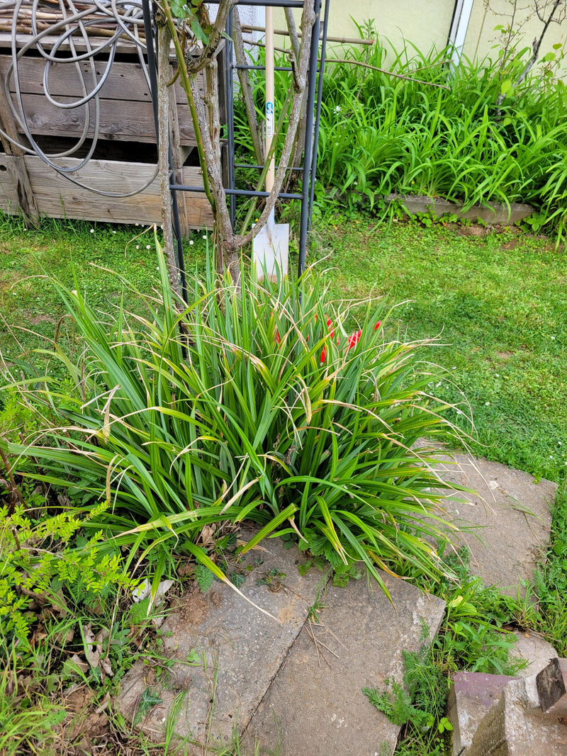 Daylilies — Bild 1