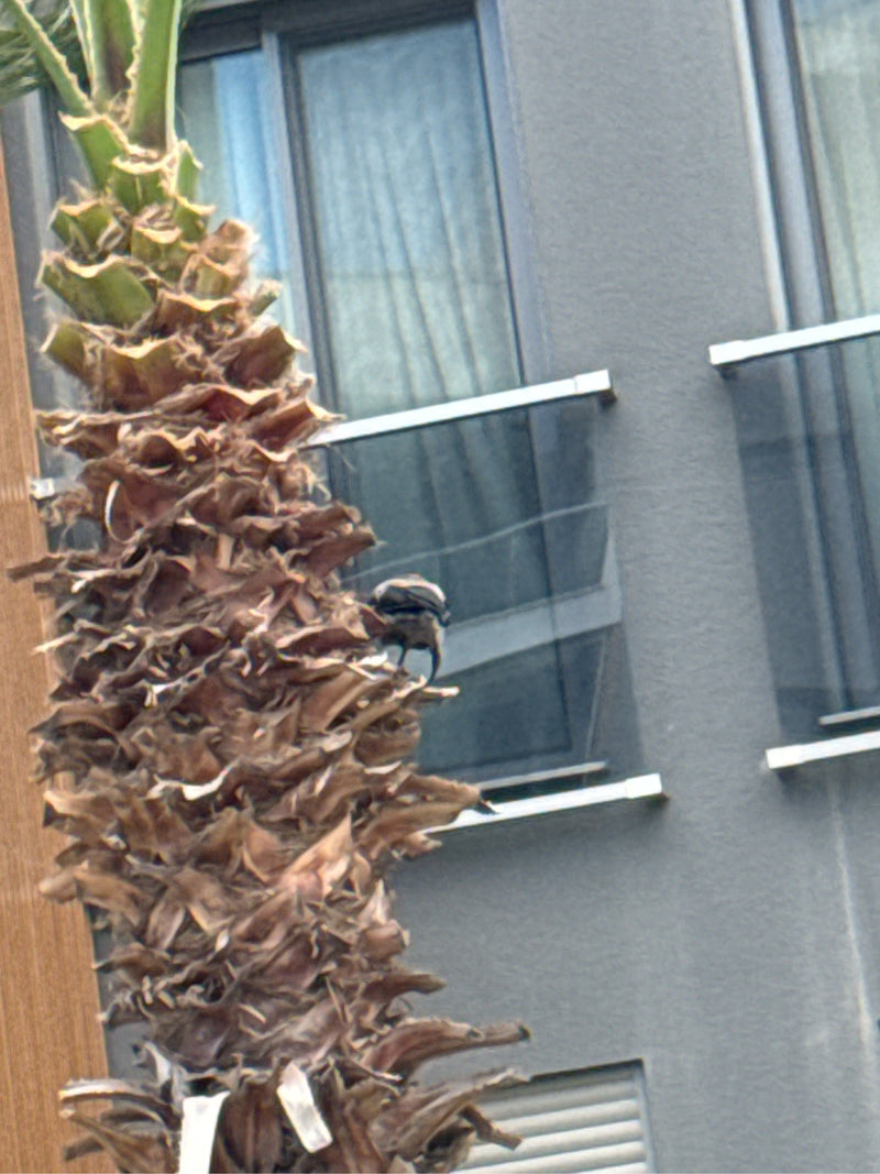Bulbul dalla groppa gialla — Bild 2