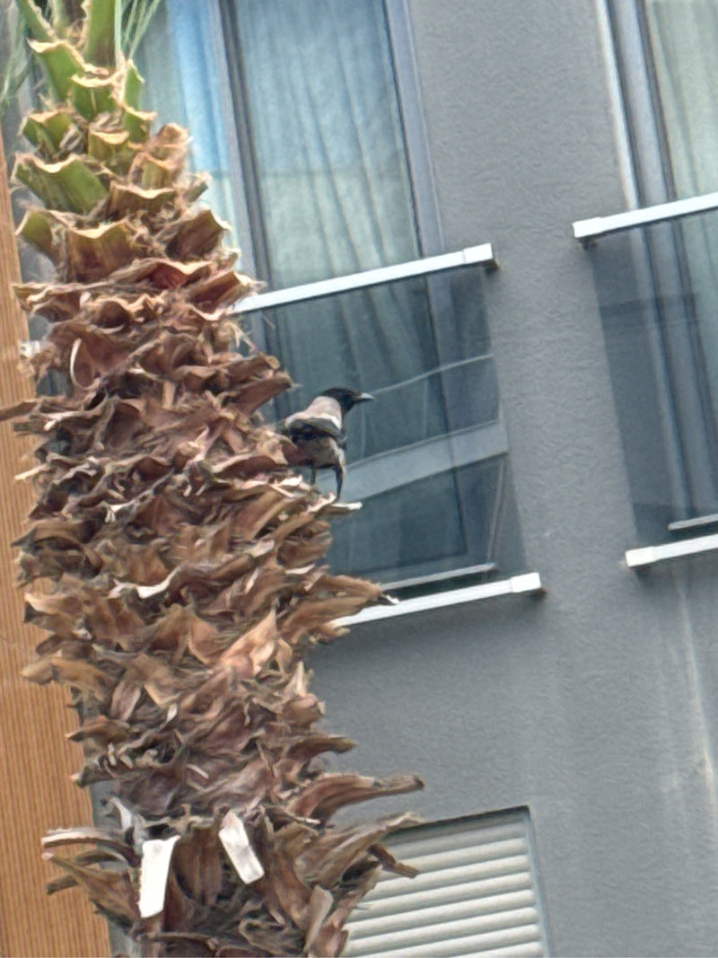 Bulbul dalla groppa gialla — Bild 1