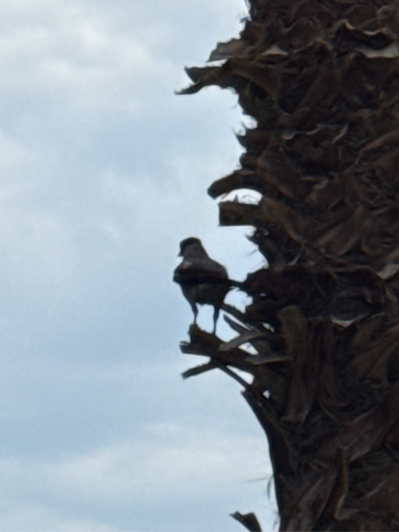 Bulbul dalla groppa gialla — Bild 3