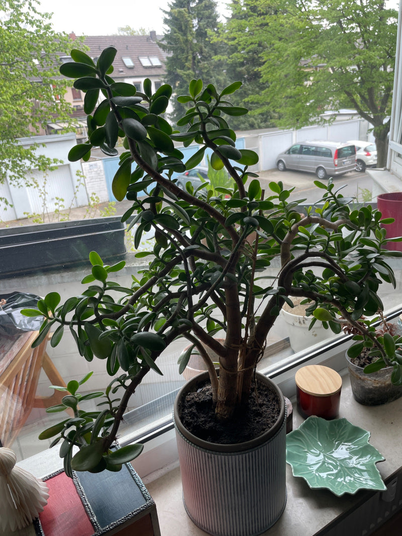 Albero dei soldi — Bild 1