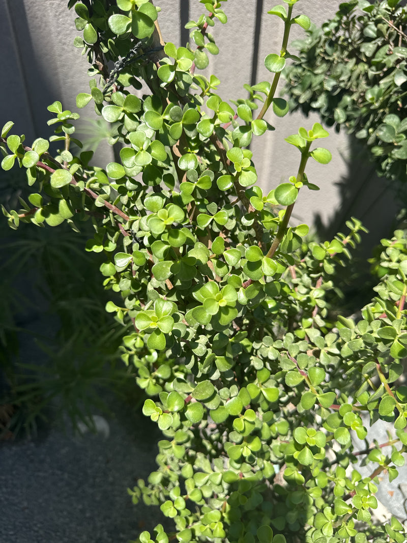 Si vede un sano albero di giada con molte foglie verdi e spesse. La pianta si trova all'aperto davanti a un muro.