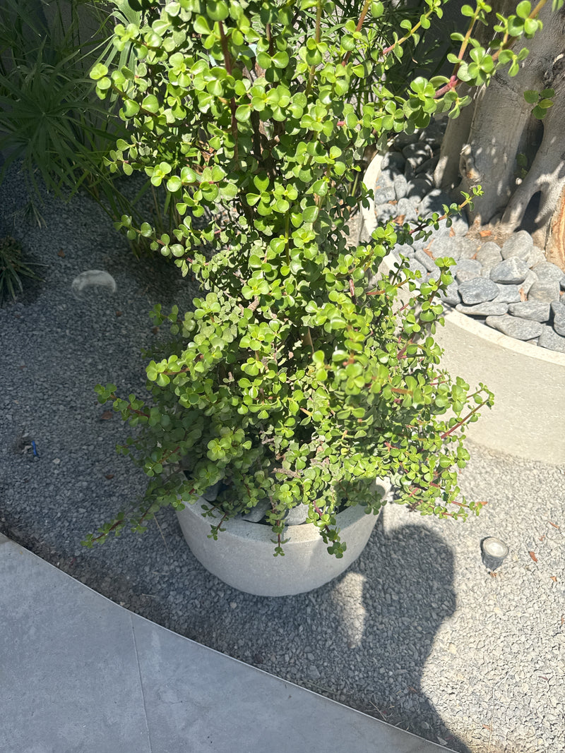 L'immagine mostra un robusto albero di giada che cresce in un vaso chiaro. La pianta presenta molte piccole foglie succulente verdi.