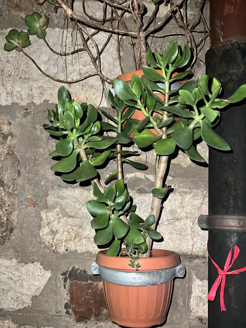 Si vede un albero di giada ben sviluppato in un vaso da fiori in terracotta. La pianta è posizionata davanti a un muro di pietra chiara.