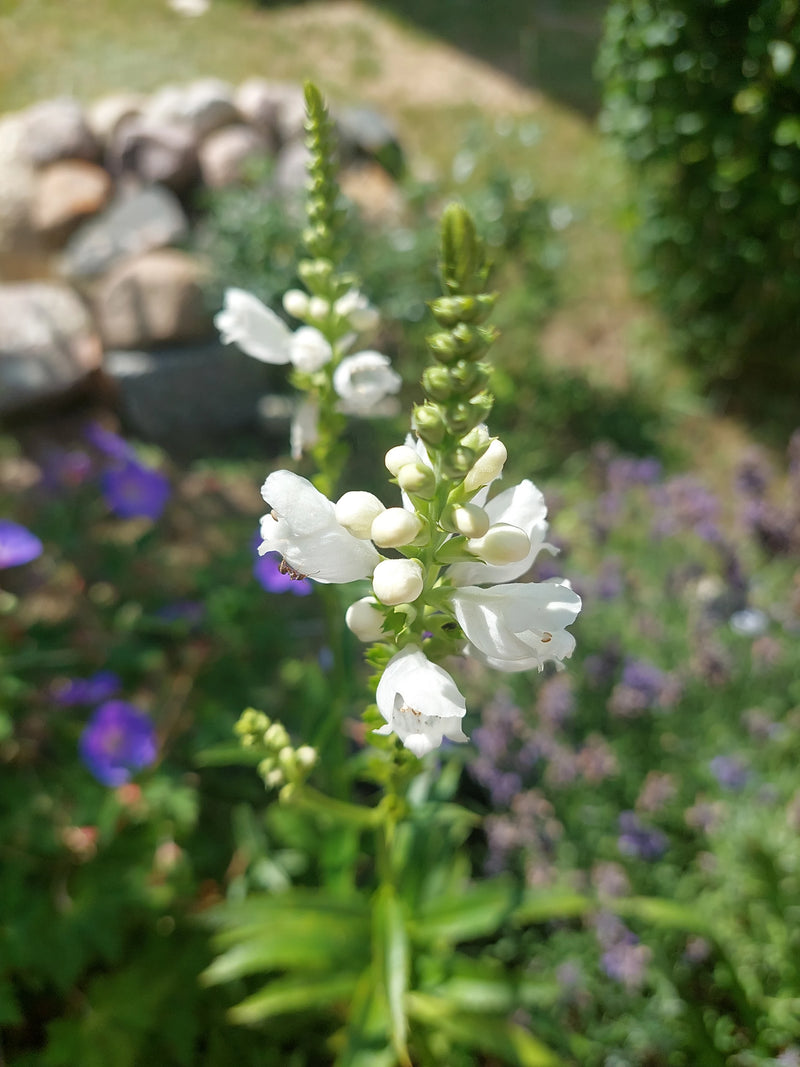 Fiore comune — Bild 1