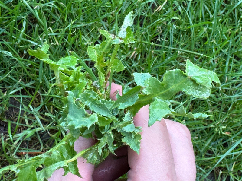 Cardo d'oca vegetale — Bild 2