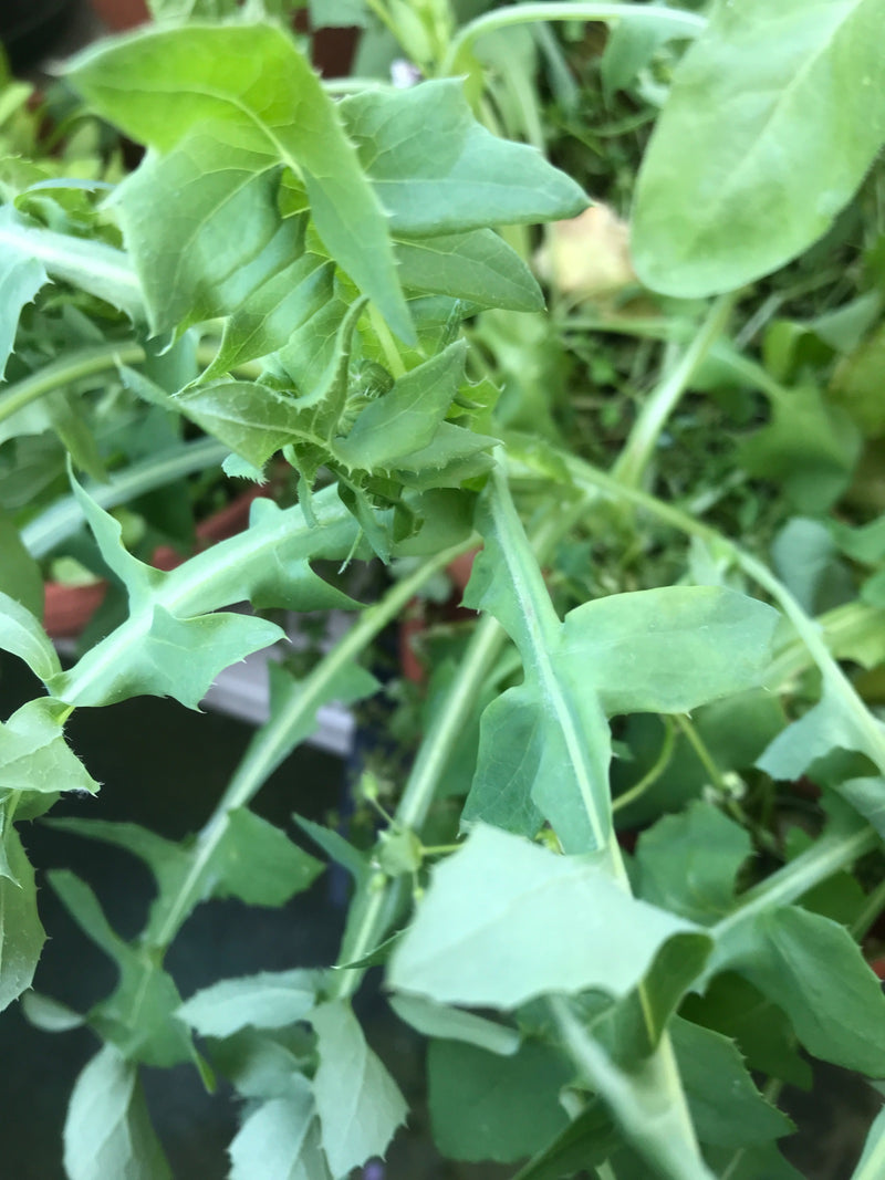 Cardo d'oca vegetale — Bild 1