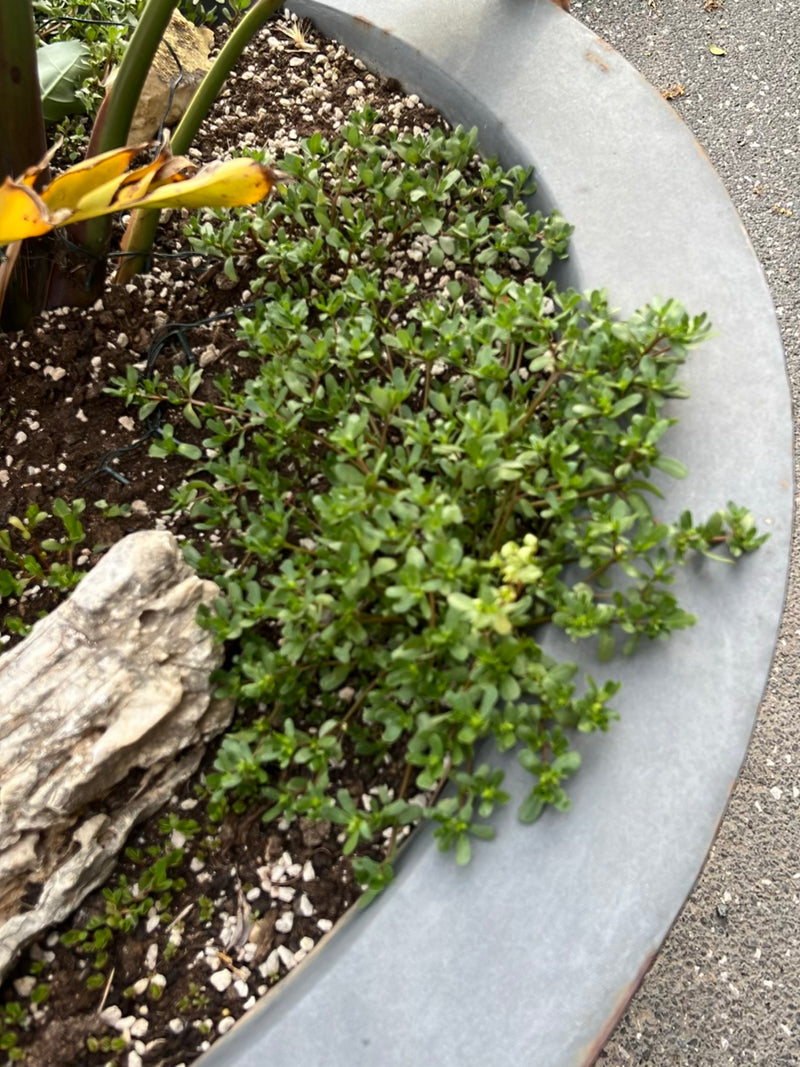 Portulaca — Bild 2