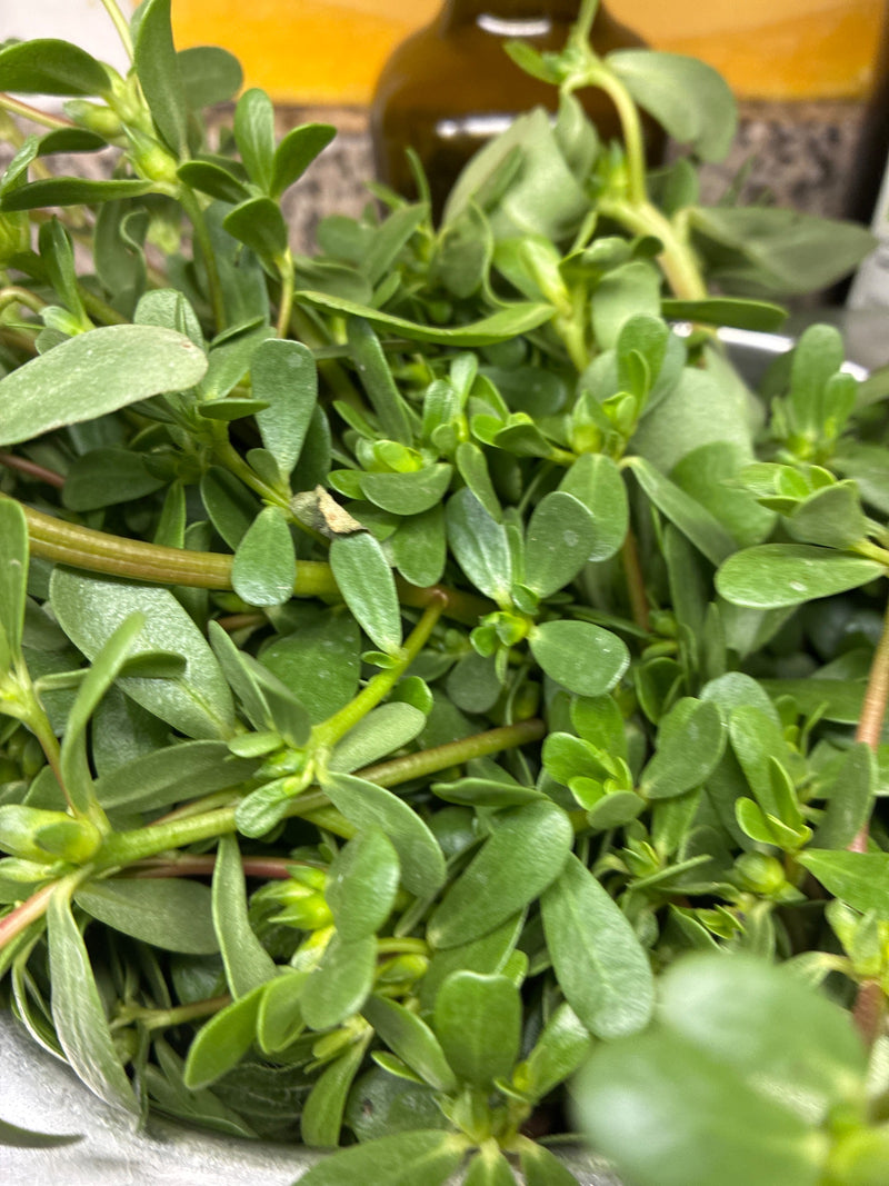 Portulaca — Bild 1