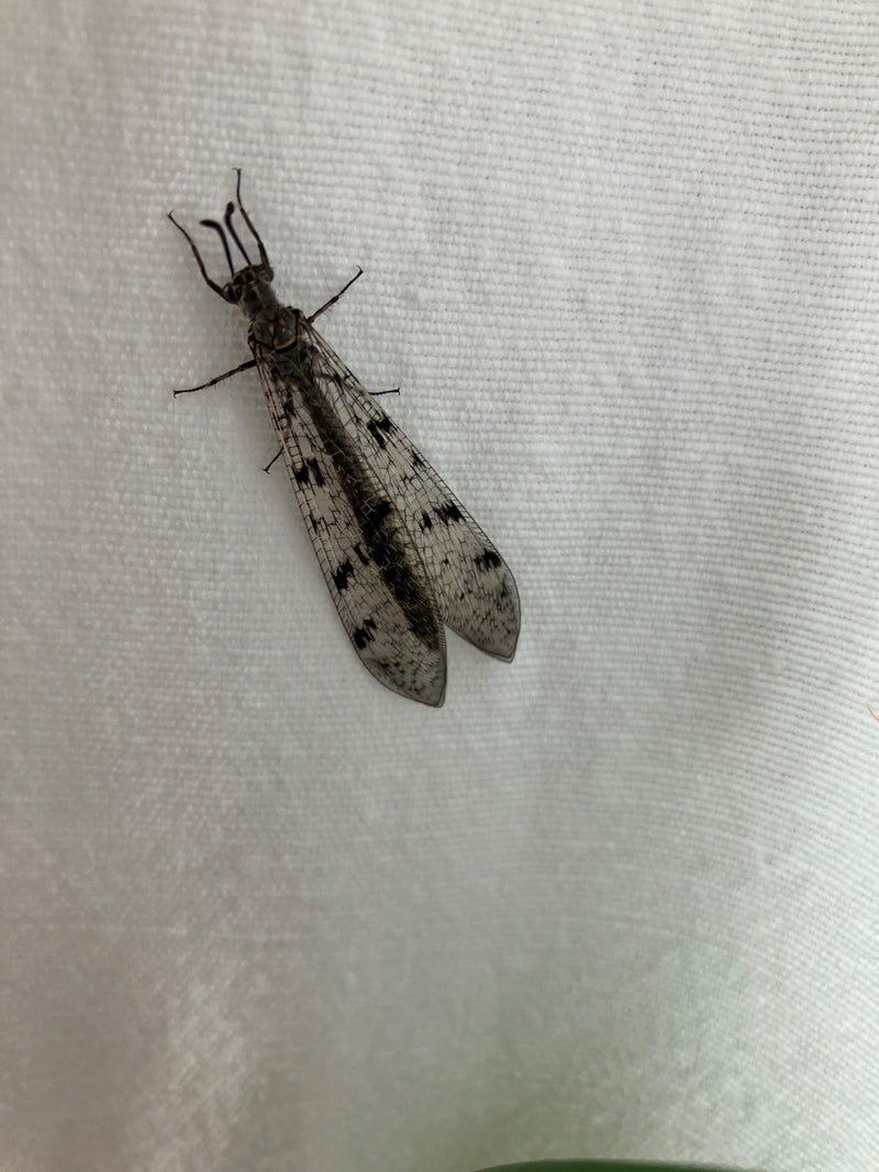 Formica vergine comune — foto 4 di 9