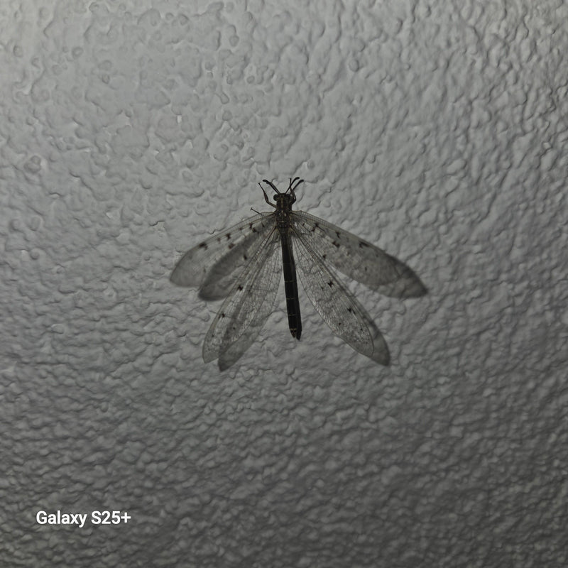 Formica vergine comune — foto 3 di 9