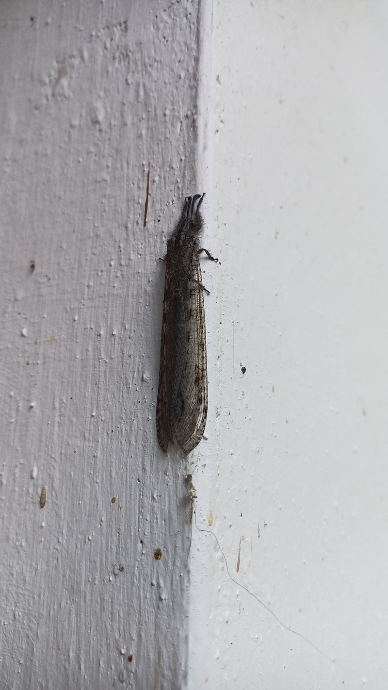Formica vergine comune — foto 5 di 9