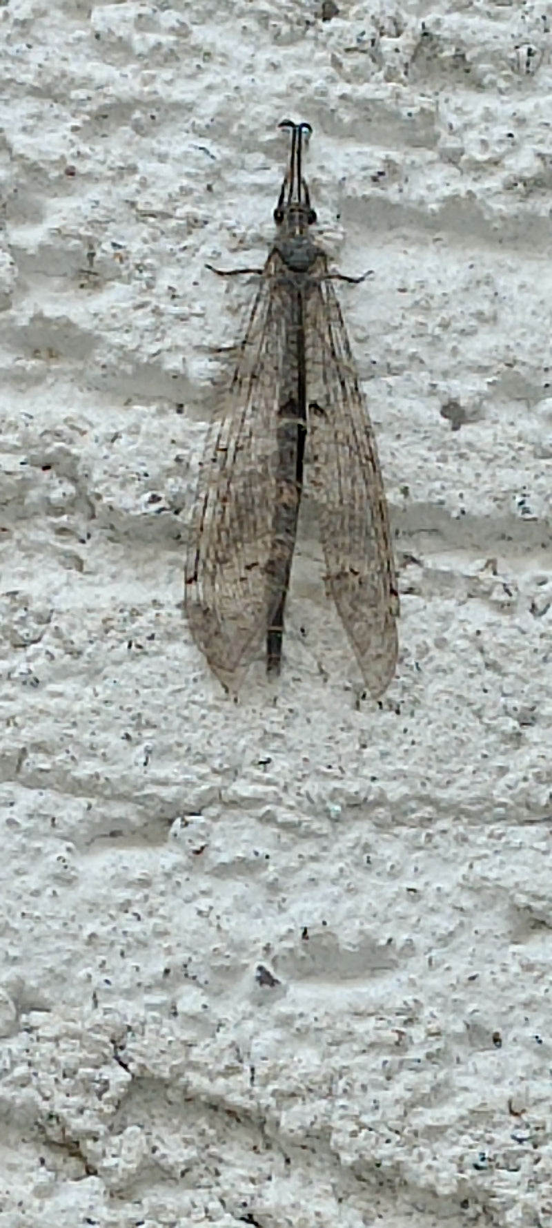 Formica vergine comune — foto 1 di 9