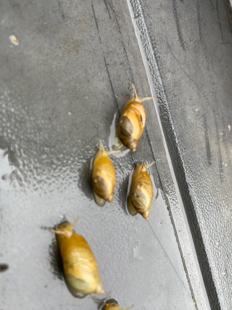 Lumaca ambrata comune — foto 2 di 3
