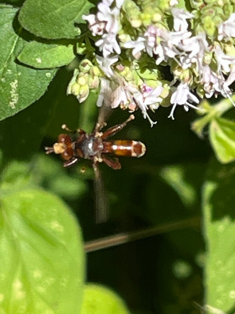 Mosca comune della testa di bolla — foto 2 di 5