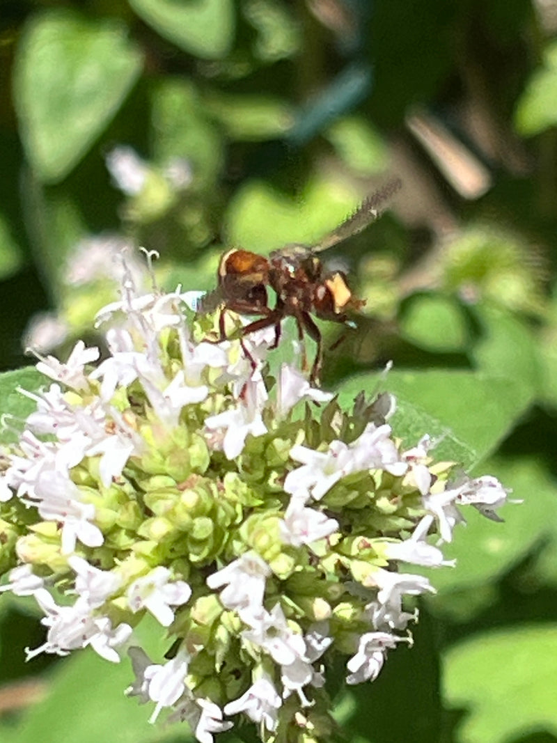 Mosca comune della testa di bolla — foto 1 di 5