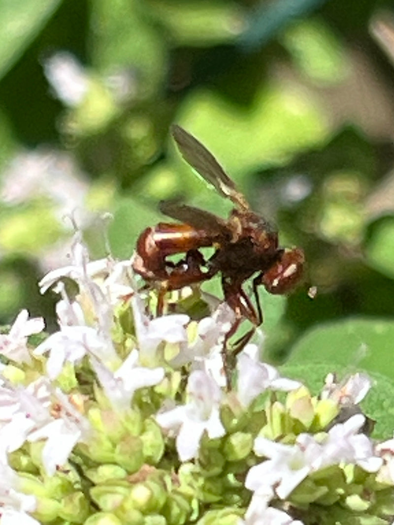 Mosca comune della testa di bolla — foto 4 di 5