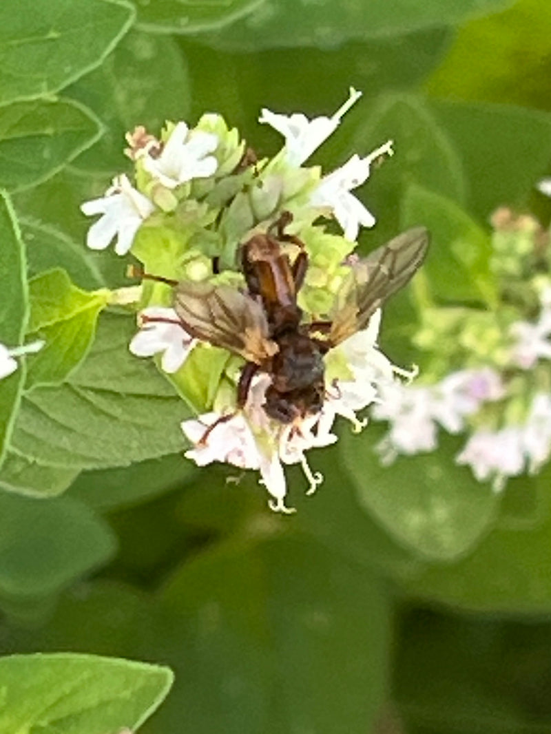 Mosca comune della testa di bolla — foto 3 di 5