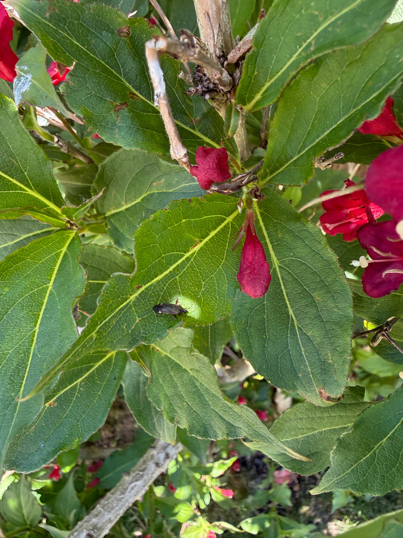 Insetto comune dei fiori — Bild 2