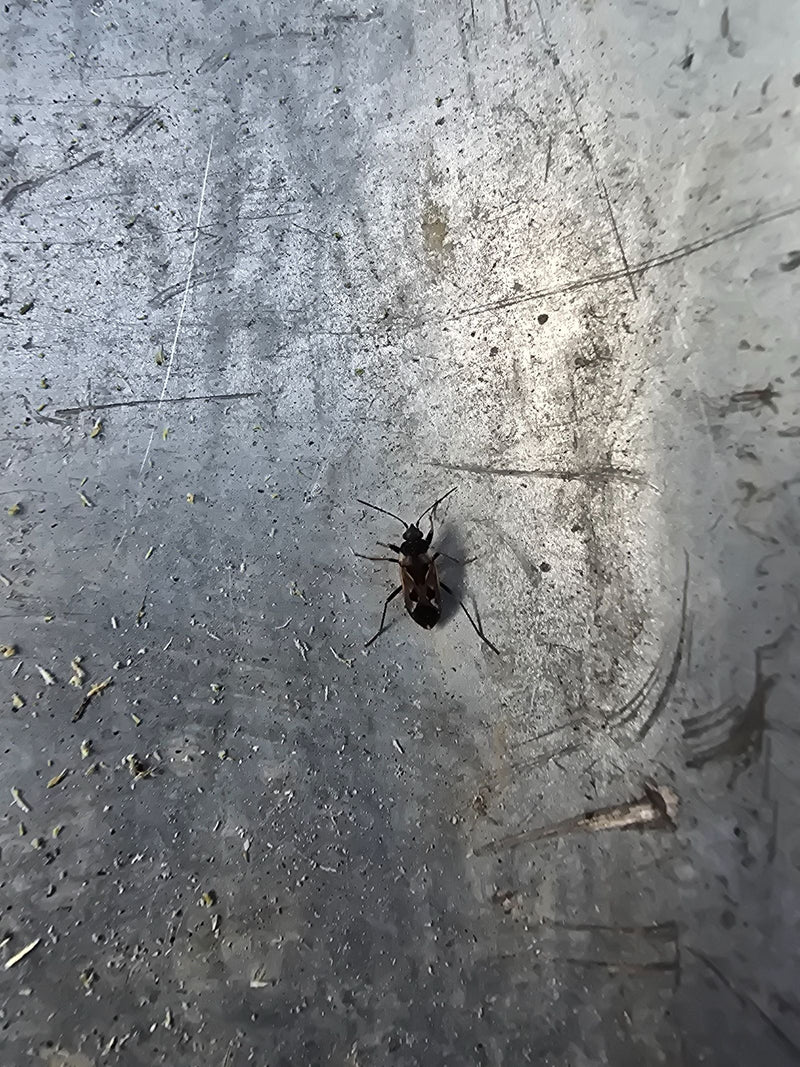 Una cimice comune siede su una superficie metallica graffiata. Mostra le sue caratteristiche macchie nere e marroni.