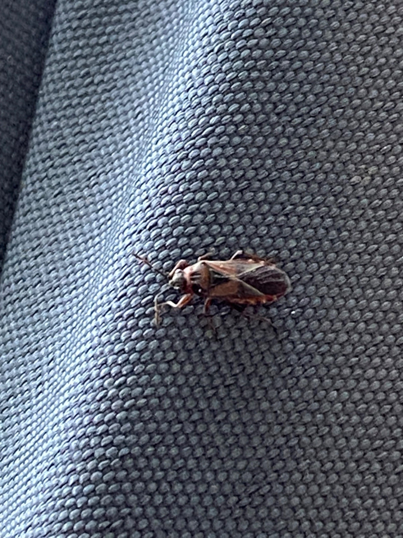 Una cimice comune si trova in posizione di riposo su una superficie di tessuto strutturato. L'insetto è chiaramente visibile con i suoi segni tipici.