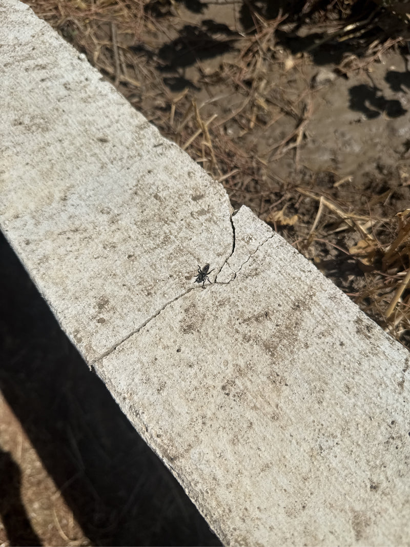 Una piccola cimice Rhyparochromus vulgaris cammina su una lastra di cemento chiaro. La vista dall'alto mostra l'insetto nel suo ambiente naturale.