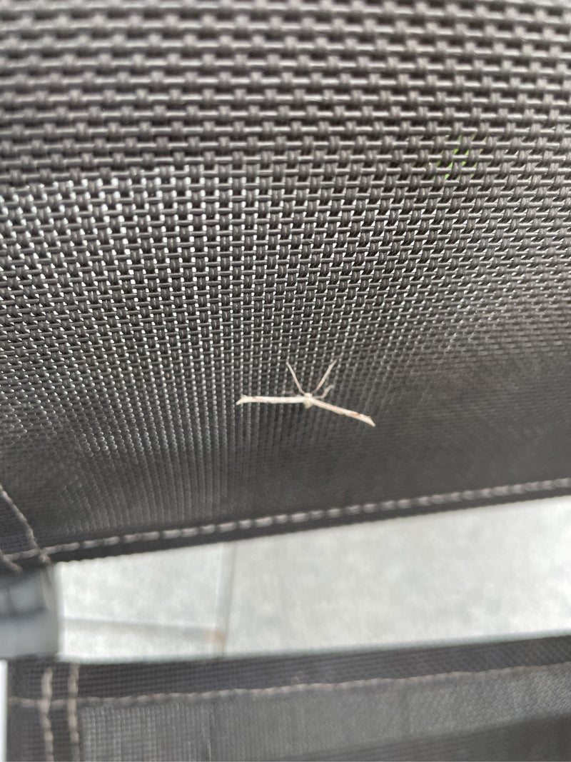 Falena comune delle piume — foto 3 di 15