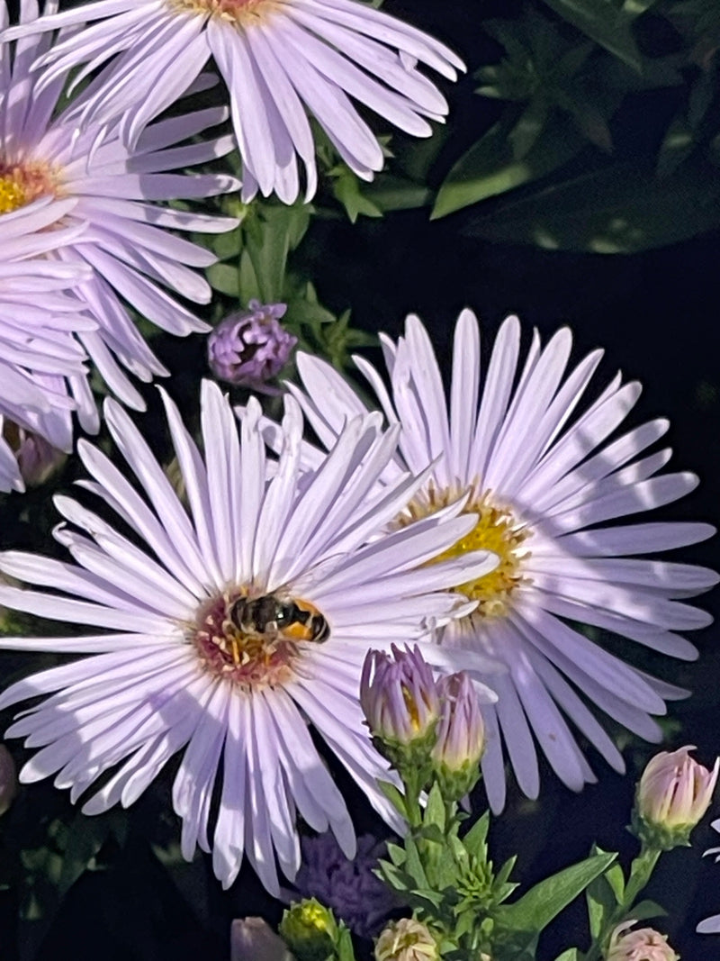 Un sirfide (Eupeodes corollae) è posato al centro di un fiore di astro viola chiaro per nutrirsi.