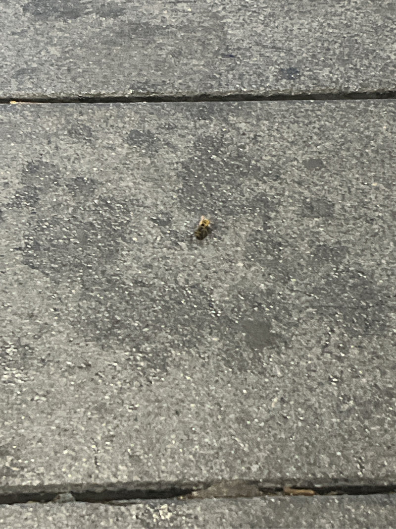 Hoverfly campestre comune — foto 4 di 7