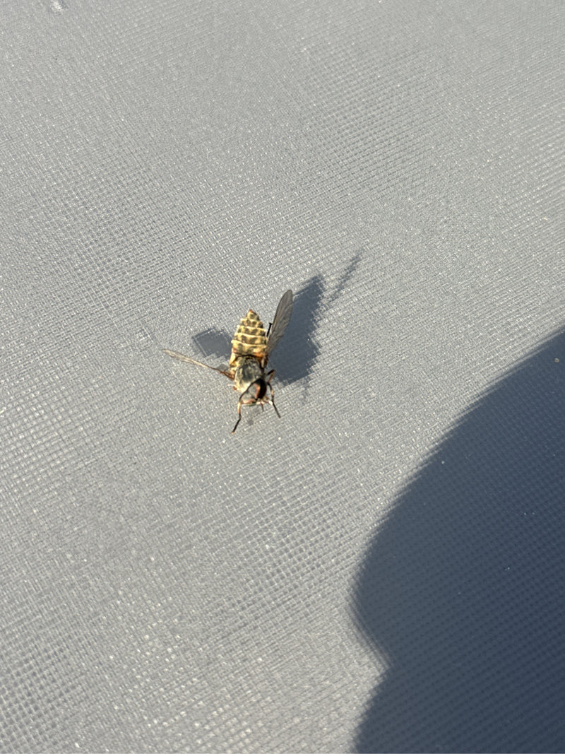 Hoverfly campestre comune — foto 5 di 7