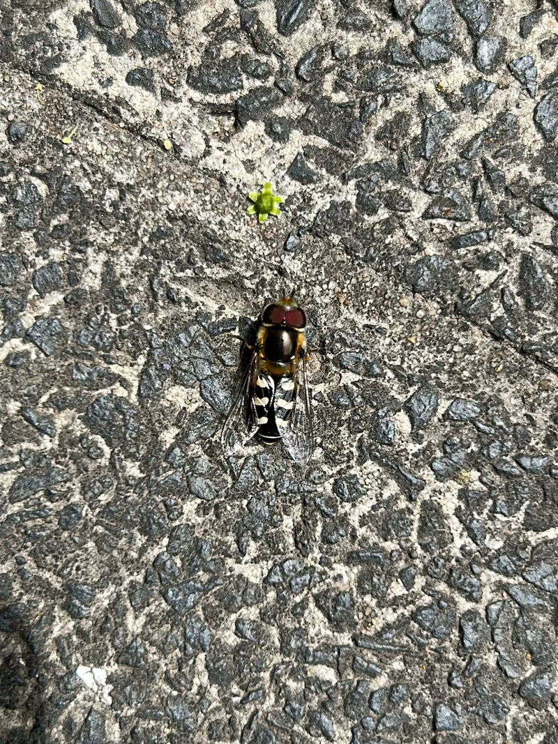 Hoverfly campestre comune — Bild 1