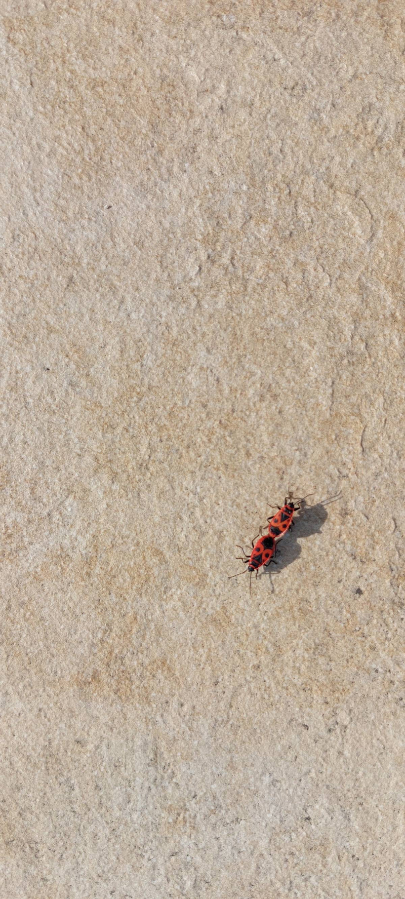 Firebug — Bild 4