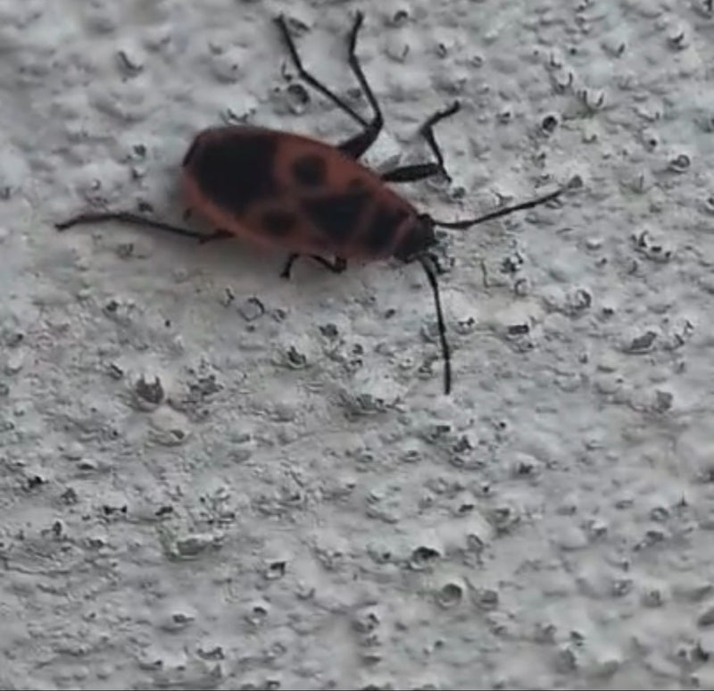 Firebug — Bild 1