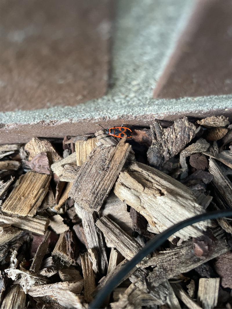 Una pyrrhocoris è posata sul pacciame di corteccia davanti a un muro di pietra. L'insetto mostra il suo tipico disegno rosso e nero.