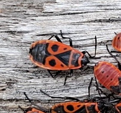 Diverse ninfe di pyrrhocoris rosse e nere sono chiaramente visibili su una superficie di legno chiaro. Gli insetti mostrano il loro disegno tipico.