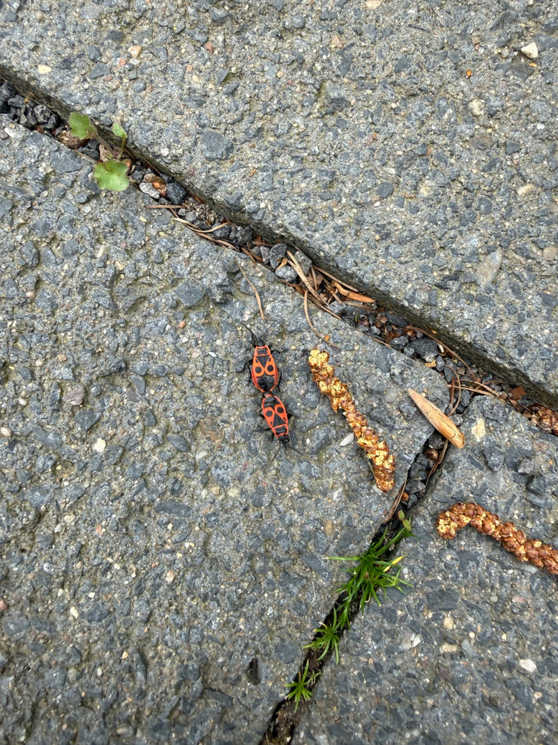 Firebug — Bild 3