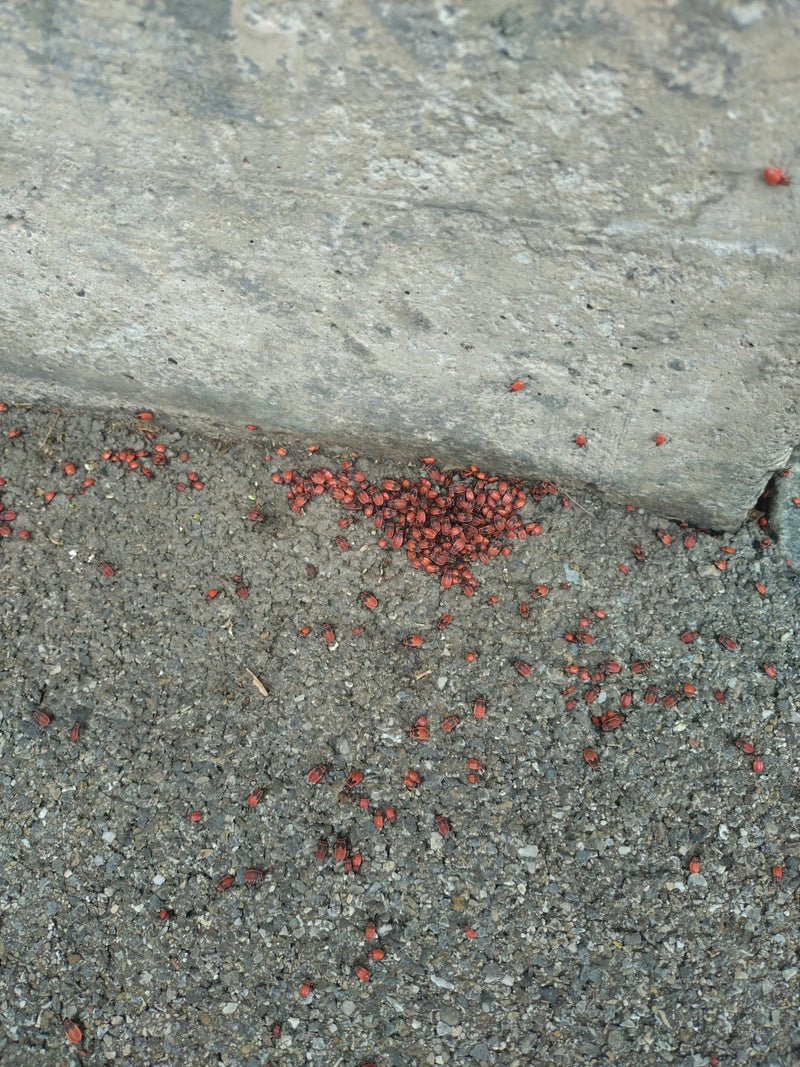 L'immagine mostra un grande assembramento di Insetti del fuoco ammassati sul terreno davanti a un muro di pietra. Molti altri esemplari sono sparsi nei dinto...