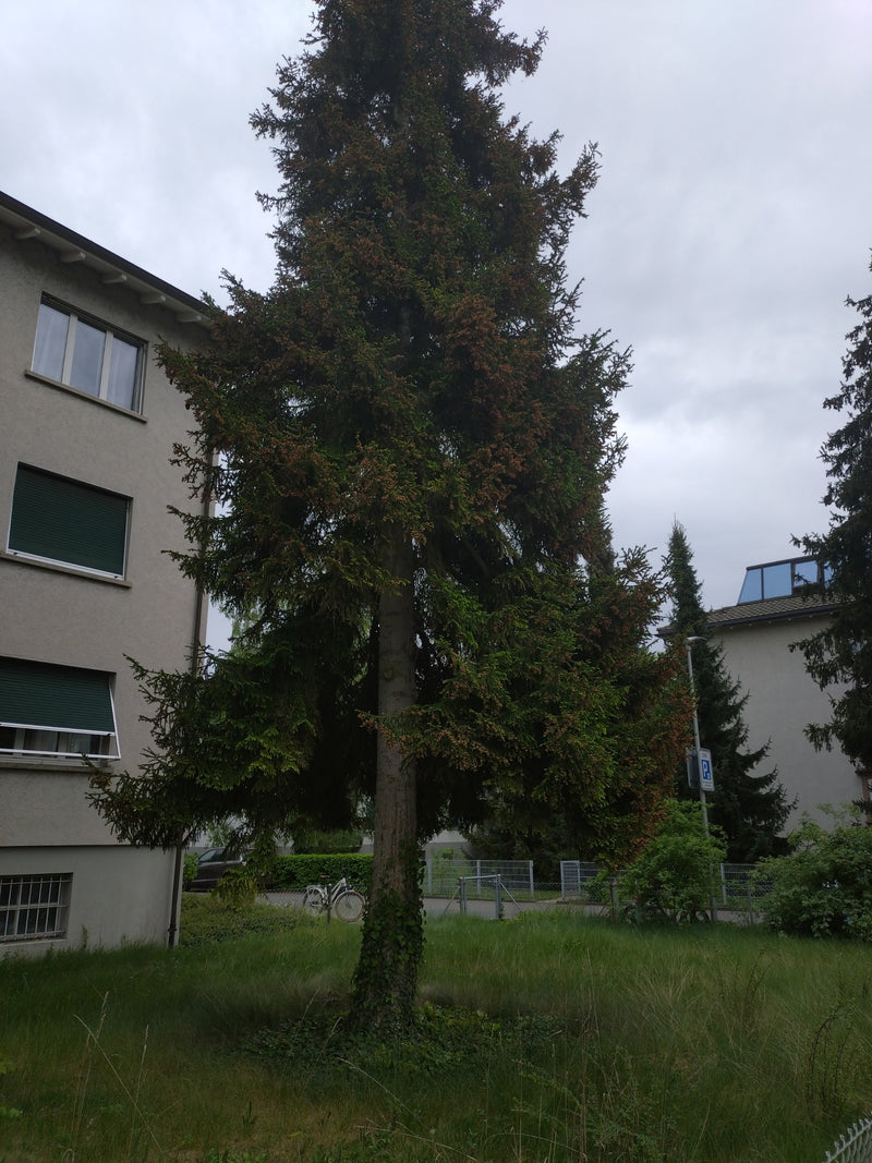 Abete rosso — Bild 1