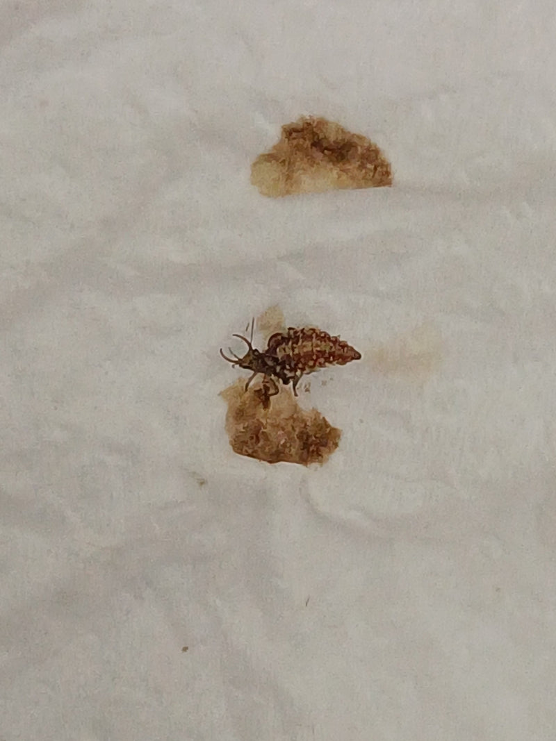 Lacewing comune — Bild 1