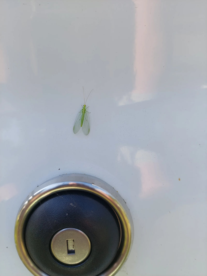 Una crisopa comune si trova su una superficie chiara e liscia sopra una serratura. L'insetto mostra le sue tipiche ali reticolate e le lunghe antenne.
