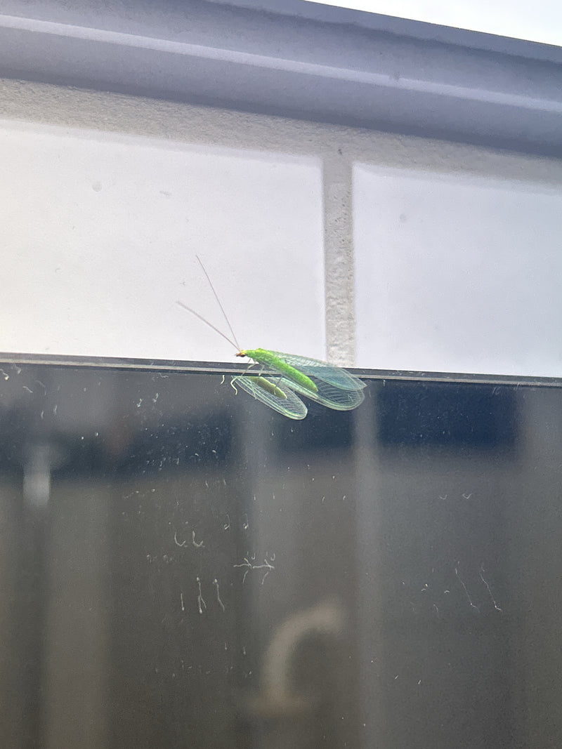 Una crisopa comune con ali delicate e reticolate è posata su una superficie liscia. L'insetto è chiaramente visibile di lato.