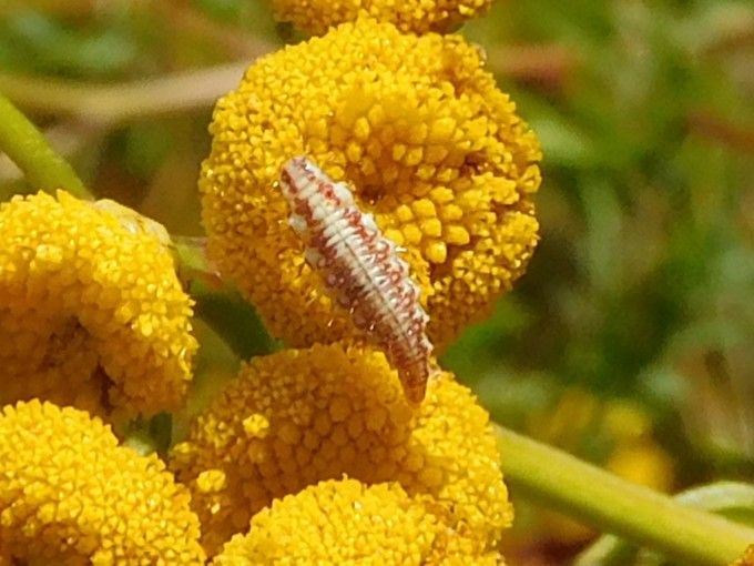 L'immagine mostra la larva di una crisopa comune seduta su un fiore giallo.