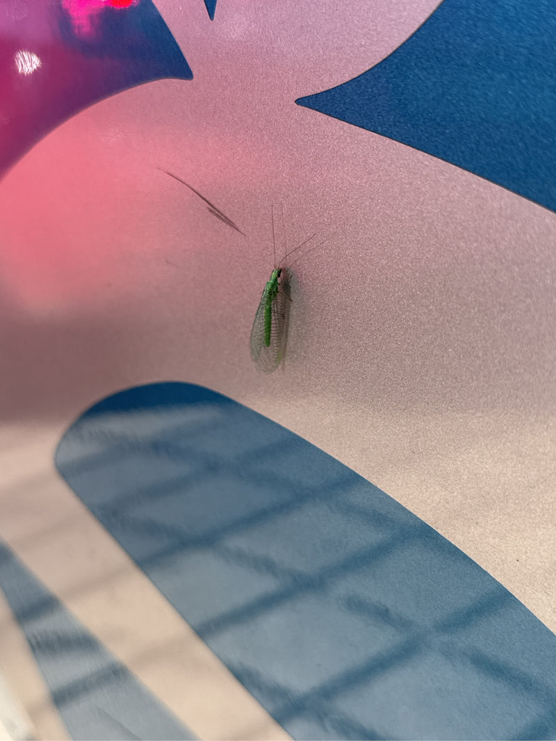 Una crisopa comune è seduta su una superficie liscia e dai motivi colorati. Il suo corpo verde e le ali trasparenti sono chiaramente visibili.
