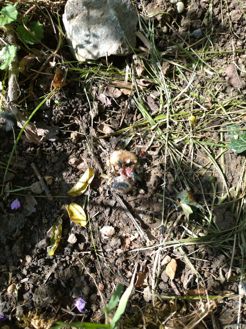 Diverse mosche verdi comuni si nutrono di resti di cibo sul suolo della foresta. Gli animali sono fotografati da grande distanza.