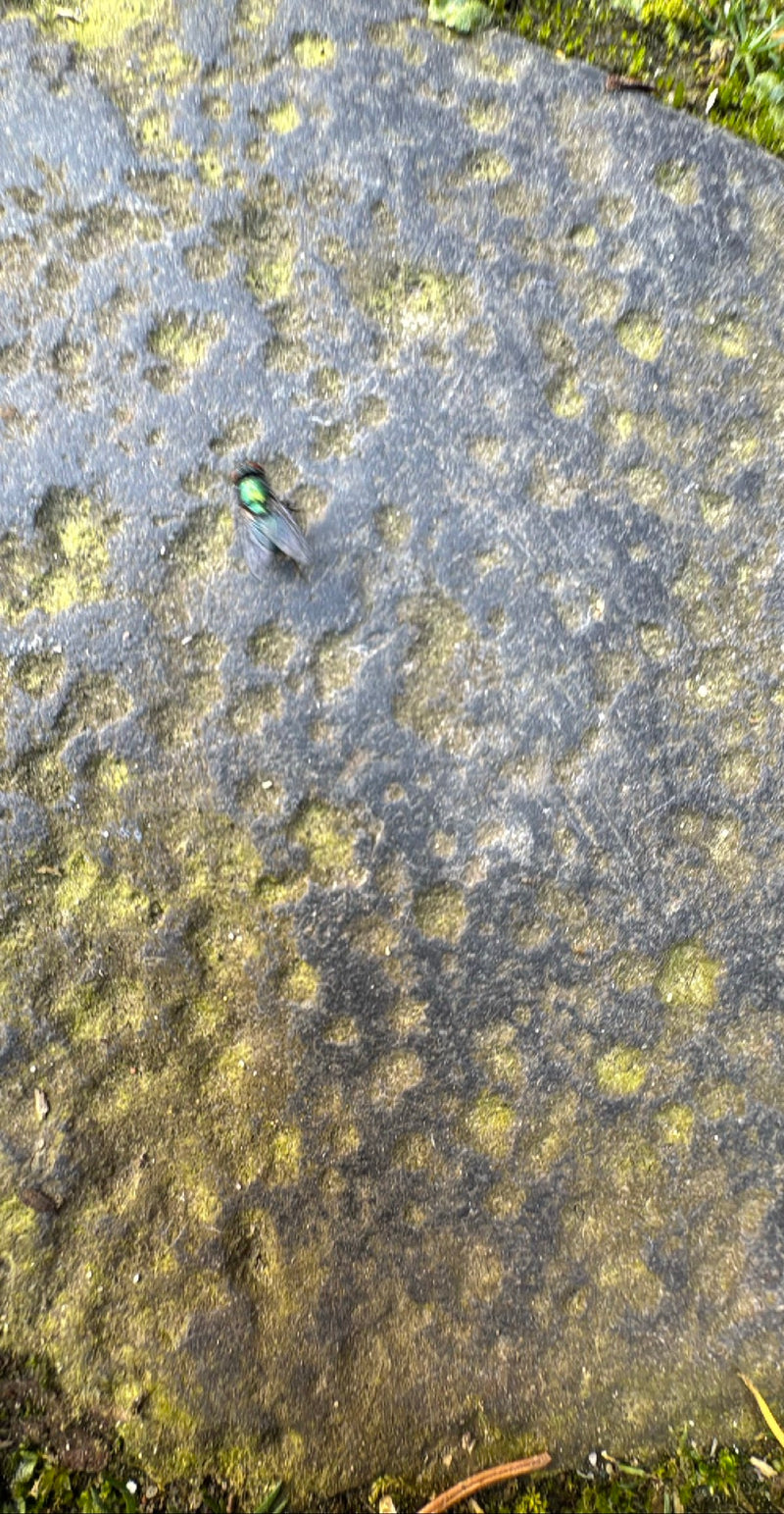 Mosca rossa comune — Bild 1