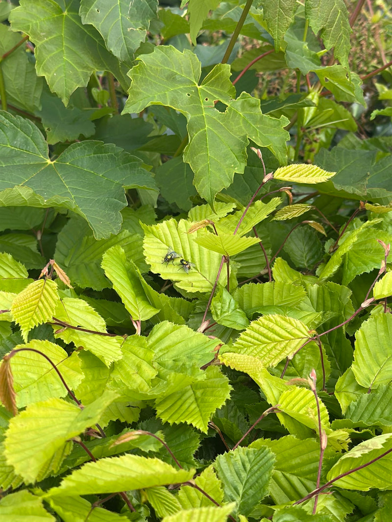 Due mosche dorate comuni riposano su una foglia verde chiaro in mezzo a una fitta vegetazione. Mostrano la loro caratteristica colorazione metallica.