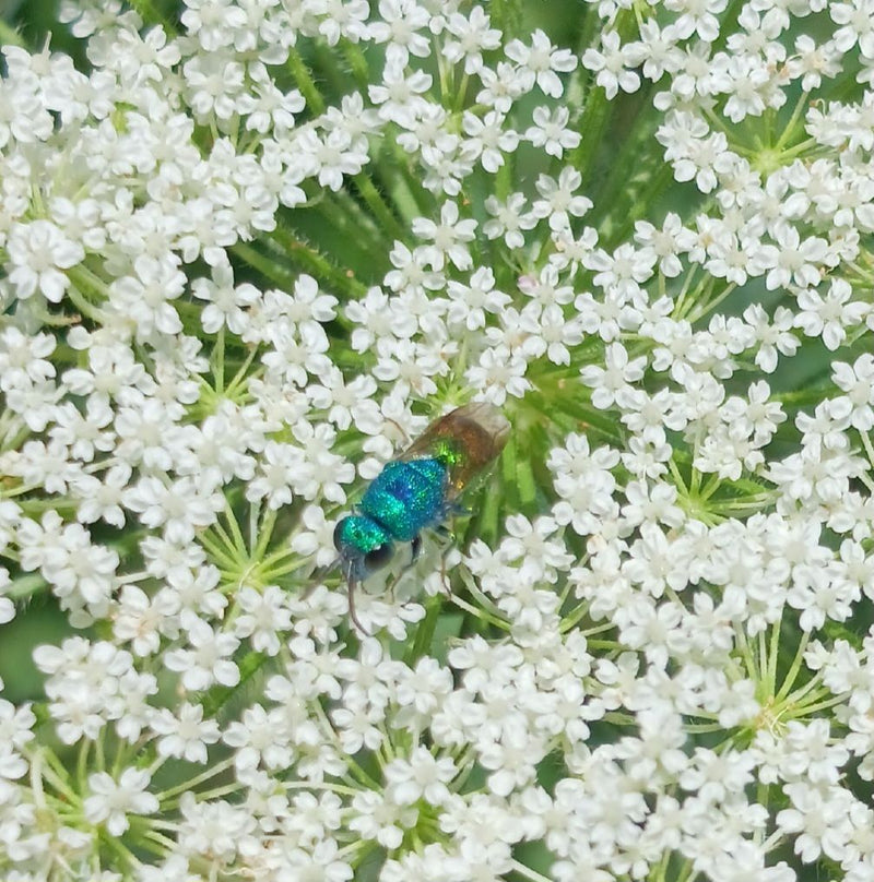 Vespa dorata comune — foto 1 di 5